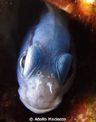 Pissed Blenny :-) by Adolfo Maciocco 